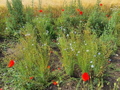Click for 4 image(s) for this accession.